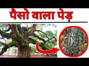 आखिर मिल ही गया पैसो का पेड़ || the tree of coins
