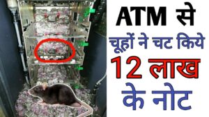 Atm से चूहों ने चट किये 12 लाख के नोट l mice feast on currency notes worth rs 12 lakh in sbi atm