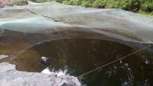 Fish Stocking just 100 meters from my home