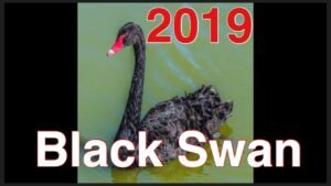 2019 black swan