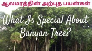 What is special about Banyan Tree? | ஆலமரத்தின் பயன்கள் | Tamil | Master Mano | V