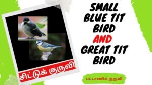 Small Blue Tit Bird and Great Tit Bird | சிட்டுக் குருவி | Tamiil | Master Mano | V49