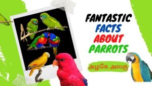 Interesting Information about Parrots ! | அழகு கிளிகள் |Tamil |Master Mano | V53