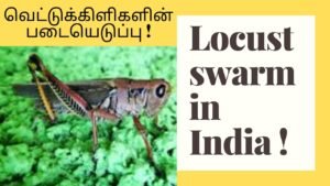 Locust swarm in India | இந்தியாவில் வெட்டுக்கிளிகளின் தாக்குதல் | Tamil | Master Mano || V66
