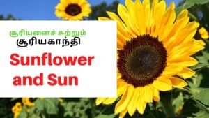 Fantastic Information about Sunflowers🌻| சூரியனும் சூரியகாந்தியும் 🌻| Tamil | Master Mano | V56