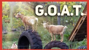 American Wildlife Explorer: The Billy Goat