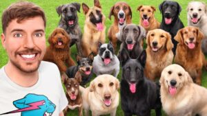 Mrbeast i adopted every dog in a dog shelter