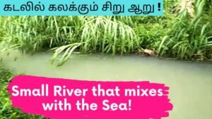 Small Rivers in the Kanyakumari District that flow into the Sea! | சிறு ஓடை | Tamil |Master Mano|V73