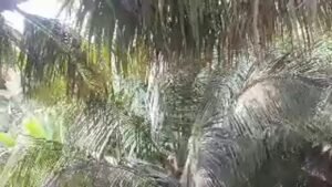 A live stream in the Coconut grove | 🌹Lets Chat Friends | Tamil | Master Mano | MM | LV