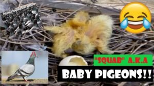 😂Here is it BBC! The Baby Pigeon or The “Squab”😂