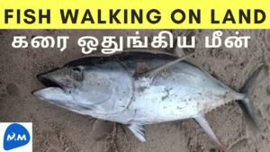 The Fish has been walking on the land | கரை ஒதுங்கிய மீன் | Tamil | Master Mano | MM | V94