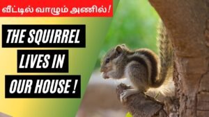 The Squirrel lives in our house ! | வீட்டில் கூடு கட்டி வாழும் அணில் | Tamil |Master Mano | MM | V89
