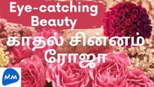 The Symbol of Love and Beauty | கண்ணைக் கவரும் காதல் ரோஜா | Tamil | Master Mano | MM | V99