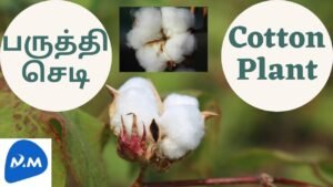 Cotton is Formed from the Cotton Plant | பருத்தி செடி | Tamil | Master Mano | MM | V98