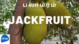 Jackfruit Hanging on the Ground | தரையில தொங்கும் பலாப்பழம் | Tamil | Master Mano | MM|V97 | #shorts