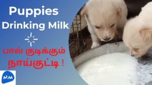 Puppies drinking milk | suckling puppies | eating puppy | pet market | master mano | mm |v120|shorts
