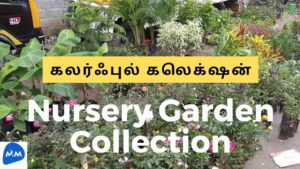 Nursery garden collection | pallavaram friday market |பூச்செடி | tamil | master mano | mm | v118|
