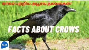 Interesting Information about the Crow | Interesting Cow Facts | காகம் | Tamil |Master Mano|MM |V117