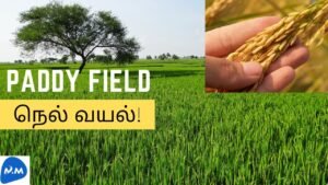 Paddy Fields Swinging | அசைந்தாடும் அழகான நெல் வயல் | Tamil | Master Mano | MM | V146
