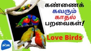 Eye catching Colored Birds | Love birds | கண்ணைக் கவரும் வண்ணப் பறவை | Tamil | Master Mano | MM|V133