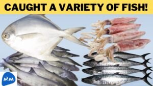 Fishermen Fishing in the Sea🐟| Caught a Variety of Fish | மீன் பிடித்தல் | Tamil|Master Mano|MM|V178