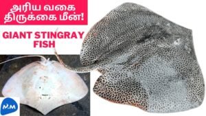 Stingray Fish Catching | Marbled Electric Ray Fish | திருக்கை மீன் வேட்டை | Master Mano | MM | V166