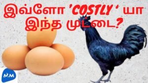 Costliest Kadaknath Eggs | Karunkozhi Eggs | கருங்கோழி முட்டை | Tamil | Master Mano | MM | V155