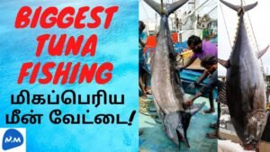 Largest Fish Caught in India |Big Fishing in Kasimedu | மீன் வேட்டை | Tamil | Master Mano | MM |V153