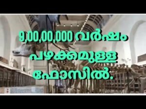 INDIAN MUSEUM CULCUTTA FOSSILS SECTION