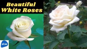White Roses in Bloom | Beautiful White Rose Flower | வெள்ளை ரோஜா | White Rose | Master Mano |MM|V196
