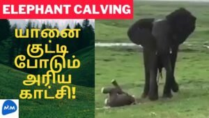 யானை குட்டி போடும் காட்சியை பாருங்க | Elephant Delivery Scene | Elephant Cub | Master Mano |MM|V192