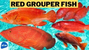 Red Grouper Fish fact | வழுவன் மீன் பற்றிய சுவாரஸ்யத் தகவல்கள்! | Tamil | Master Mano | MM | V185