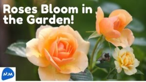 Roses Bloom in the Garden | Beautiful Roses Bloom | Rose Flower Garden | Master Mano | MM | V204