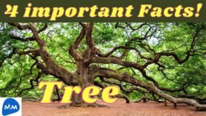 Mind blowing Facts about Trees | 4 Interesting Facts about Trees | Master Mano | MM | V200