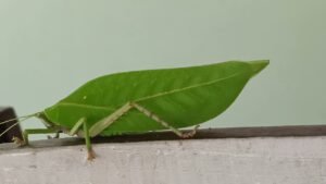 പച്ച വിട്ടിൽ…