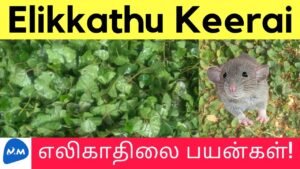 Elikathu Mooligai | எலி காது மூலிகை பயன்கள் | Merremia Emarginata | Tamil | Master Mano|V225 #Shorts
