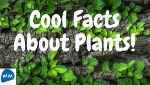 Funny Facts about Plants | Cool Facts about Plants | 5 Facts about Plants | Master Mano|V223 #shorts