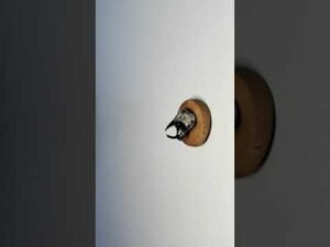 Monster Beetle Mounted. Heracross? #pokemon #hunting #taxidermy #entomology