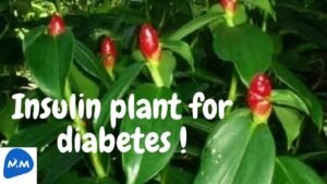 இன்சுலின் செடி தெரியுமா? | Benefit of Diabetics – Insulin Plant | Tamil | Master Mano|V259 #Shorts