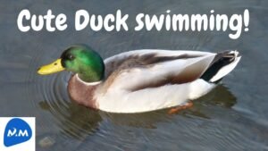 Cute Ducks Swimming in the Lake | Ducks Swimming and Quacking | Master Mano | MM | V258 #Shorts