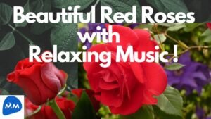 Beautiful Red Roses – Relaxing Music | அழகான சிவப்பு ரோஜாப்பூ | Calming Music | Master Mano |MM|V257