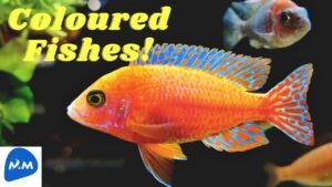 Colorful Fish in the Home Fish Tank | வண்ண மயமான மீன்கள் | Gold Fish | Master Mano | MM|V256 #Shorts