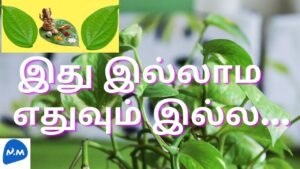 Is Betel Leaf Good for Health? | வெத்தலை கொடி வீட்டில் வளர்க்கலாமா? | Tamil|Master Mano|V252 #Shorts