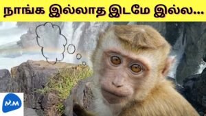 Monkey at Hogenakkal Falls | Monkey alone in Hogenakkal | Tamil | Master Mano | MM | V251 #Shorts