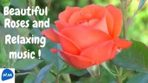 Rose Flowers and Relaxing Music | Beautiful Roses and Relaxing music | Rose | Master Mano | MM |V250