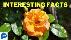 Interesting Facts about Bees | தேனீ மற்றும் ரோஜா மலர் | Bee on Rose | Tamil | Master Mano | MM |V238