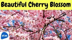 Beautiful Cherry Blossom Bloom | Cherry Malar | Cherry Bloom | Master Mano | MM | V230 #Shorts