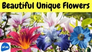 Coolest Flower in the World | Top Most Beautiful Flowers In The World | Master Mano | V296 #Shorts