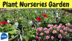 Nursery Garden and Plants | Plant Nurseries Garden | Maadi Thottam | Tamil | Master Mano | MM | V294