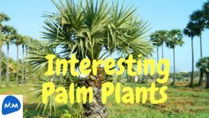 Surprising Facts About Palm Trees | Palm Plants | பனைமரம் | Tamil | Master Mano | MM | V293 #Shorts